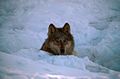 120px Canis lupus in snow