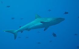 260px Carcharhinus amblyrhynchos palau