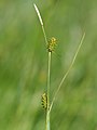 Schubzegge (Carex lepidocarpa)