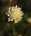 Cephalaria media