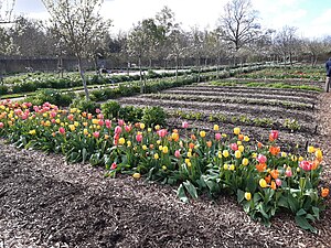 Row of tulips