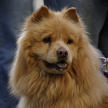 A red Chow Chow.