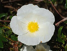 Cistus April 2008-2.jpg