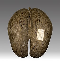 Noix, communément appelée coco-fesses, du cocotier de mer, arécacée originaire des Seychelles (muséum de Toulouse). (définition réelle 2 692 × 2 907)
