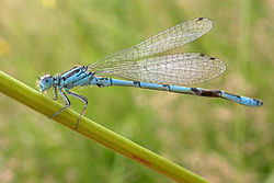 Southern damselfly