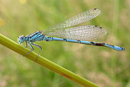 Vue en couleur d’une libellule bleue sur un brin d’herbe.