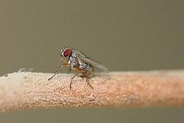 Coenosia strigipes