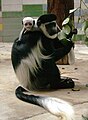 Mantelaffe mit Jungtier (Colobus guereza)