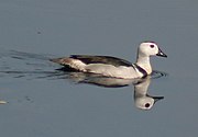 Male Cotton Pigmy-goose