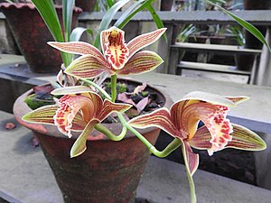 Floroglucinolo ĉeestas en la plantoj de la genro Cymbidium