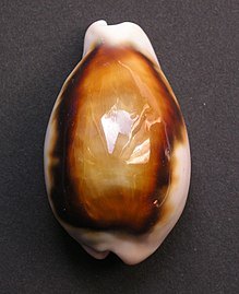 Dorsal view of a shell, anterior end to the top