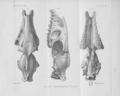 Illustrazione del cranio di Dacrytherium cayluxi (=D. ovinum)