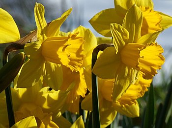 English: Daffodils at Hareby Daffodils head-to...