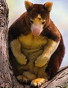 Huon Tree Kangaroo