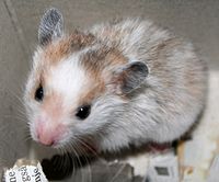 Seekor hamster roborofski