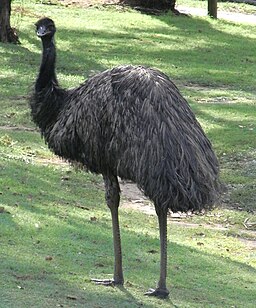 Emu Back