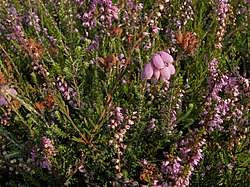 Grīņu sārtene (Erica tetralix)