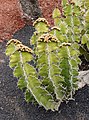 Euphorbia grandialata