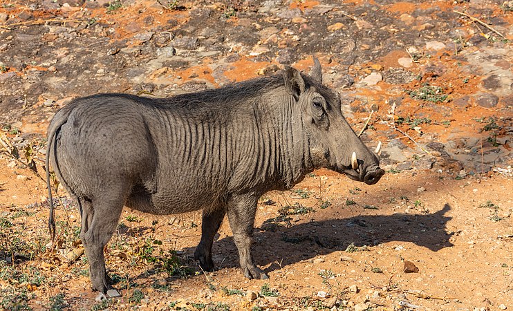 疣豬（Phacochoerus africanus）。摄于津巴布韦尚比西國家公園。