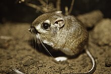 Находящаяся под угрозой исчезновения кенгуровая крыса из бухты Морро, последний раз была зарегистрирована в дикой природе в 1986 году. (31045316021) .jpg