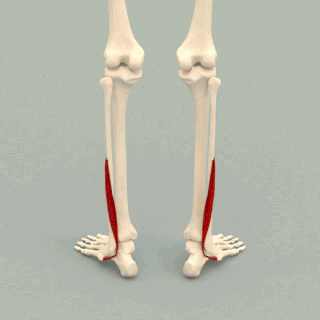 Animatie van de korte kuitbeenspier in het beenskelet