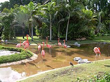 Flamingos01.JPG