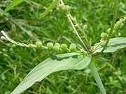 Unripe fruit