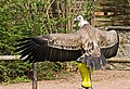 Der Geier im Sächsischen Adler- und Jagdfalkenhof im Augustusburg unter der Schlosslinde