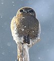 Northern pygmy owl（英語版）の後頭部