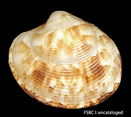 Callpita eucymata