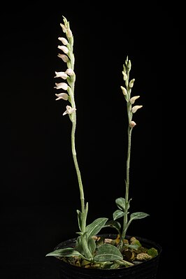 Goodyera schlechtendaliana