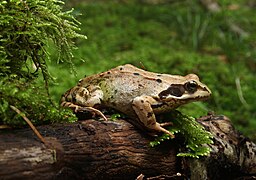 Grasfrosch (Rana temporaria)