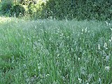 Mehrere Arten von Gräsern, manche in Blüte