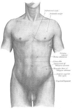 Gray abdomen front surface en.png