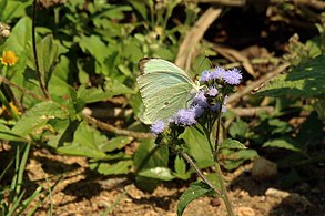 Male Nepheronia buquetii