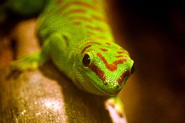 Phelsuma dubia