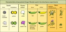 Characteristics Mendel used in his experiments Gregor Mendel - characteristics of pea plants - english.png