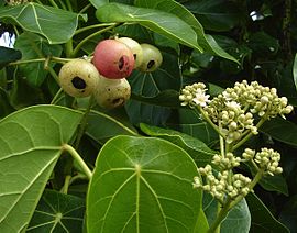 Hernandia nymphaeifolia