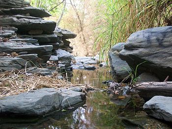 English: Small stream within the Henri Pittier...