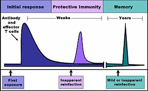 The time-course of an immune response begins w...