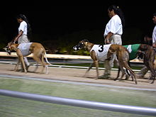 Greyhounds preparing for a race JASDogRace.JPG