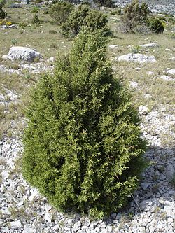 Juniperus phoenicea1.jpg