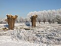 Dezember 2017: Kopfweiden in der "Stikkte" in Ahaus-Wüllen