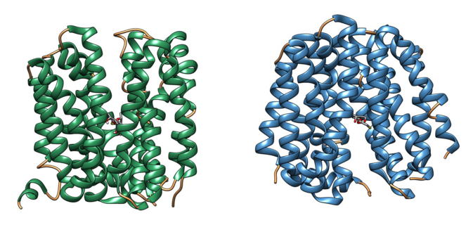 Conformation de la lactose perméase (LacY) en ouverture extracellulaire (à gauche) et cytoplasmique (à droite) (PDB 4OAA[8] et PDB 2Y5Y[1]).