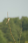 Neuntöter Jungvogel