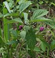 Lantana trifolia