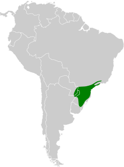 Distribución geográfica del trepatroncos festoneado.