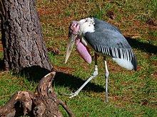 Leptoptilos crumeniferus -Brevard Zoo, Florida, USA-8a.jpg