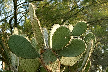 http://upload.wikimedia.org/wikipedia/commons/thumb/b/be/Lightmatter_cactus.jpg/350px-Lightmatter_cactus.jpg