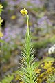 Lilium pyrenaicum